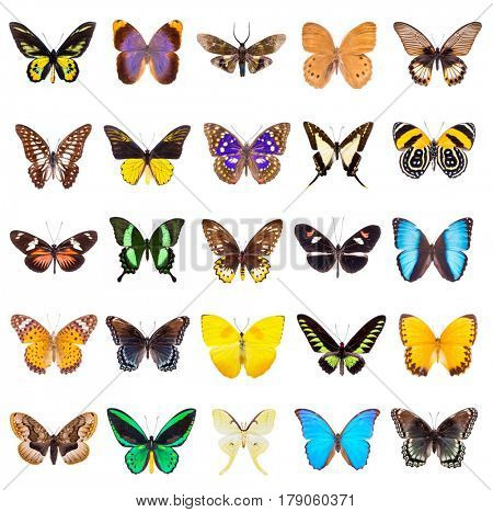 Set of beautiful and colorful butterflies isolated on white. 