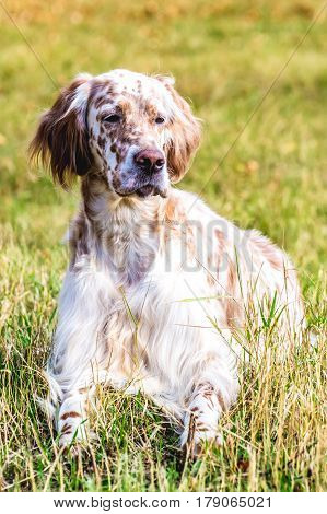 a hunting dog lies on green grass outdoors in the woods