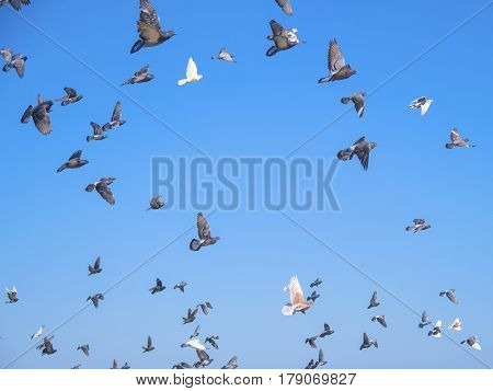 A lot of the pigeons on fly against the blue sky