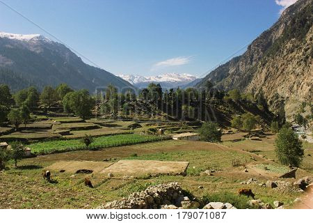 Beautiful village in the mountains with blue skys pure green fields and trees in swat valley kpk Pakistan