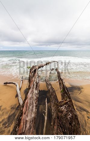 Fallen tree branches in beach Costa Rica