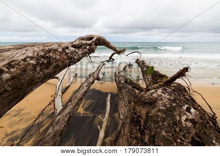 Fallen tree branches in beach Costa Rica