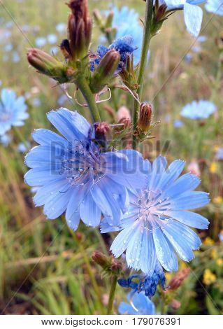wildflowers blue, blossom forest, Blue spring flower magic