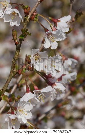 Ornamental cherry tree, Prunus incisa, Kojou-no-mai, flowers of springtime