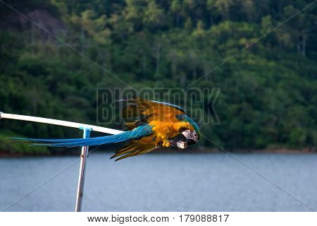 Blue and yellow Macow parrot in wild.
