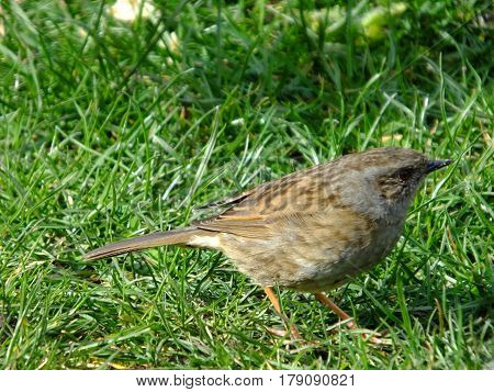 Hedge sparrow foraging amongst a grassed area
