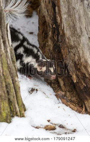 A spotted skunk hunts for prey in a snowy forest habitat.  