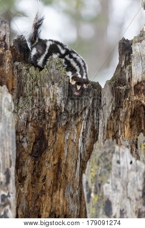 A spotted skunk hunts for prey in a snowy forest habitat.  