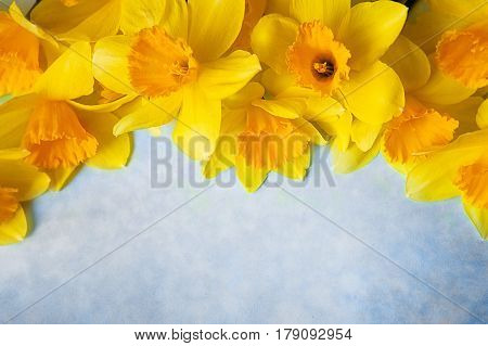Fresh spring Light and dark yellow daffodils flowers on white desktop