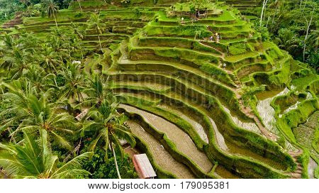 Aerial view of Tegalalang Rice Terrace in Ubud Bali Indonesia.