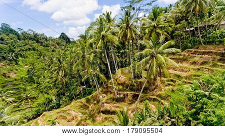 Aerial view of Tegalalang Rice Terrace in Ubud Bali Indonesia.