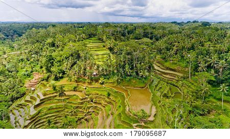 Aerial view of Tegalalang Rice Terrace in Ubud Bali Indonesia.