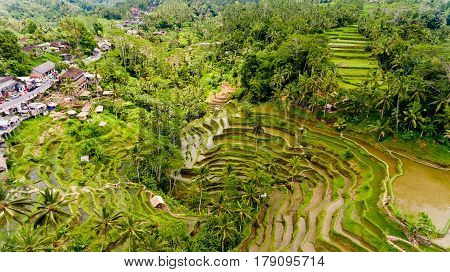 Aerial view of Tegalalang Rice Terrace in Ubud Bali Indonesia.