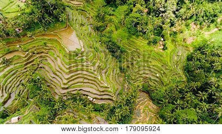 Top view Tegalalang Rice Terrace in Ubud Bali Indonesia.