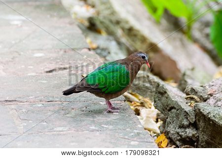 Emerald Dove, Chalcophaps Indica.