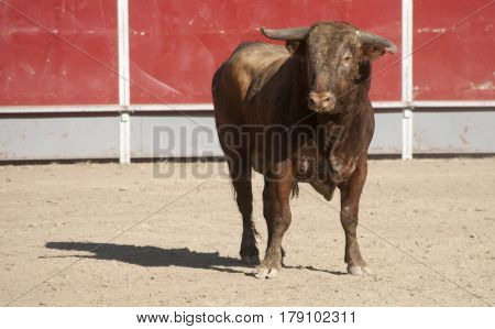 Toro en una plaza de toros. Tipica y tradicional fiesta española