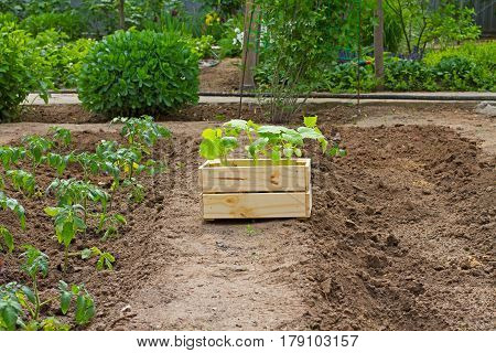 Wooden box with small cucumber's sprouts ready for planting on the ground stands next to the sprouts tomato in the garden