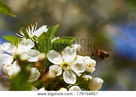 A bee during the harvest of nectar at a spring sunny day