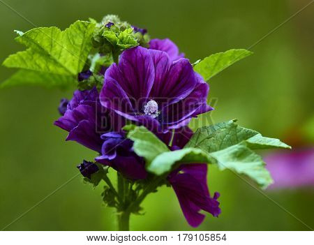 Flower during a spring bloom with a blurred background