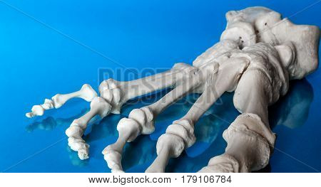 bones of the human foot on light blue background