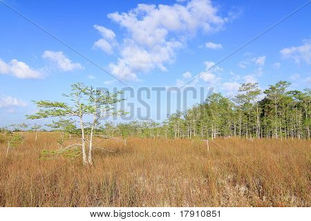 Everglades yaz peyzaj
