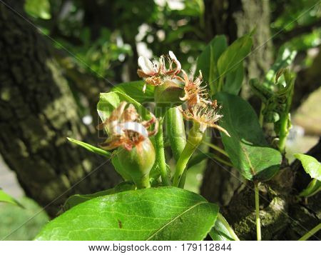 Pear tree twig with buds in spring . Tuscany Italy