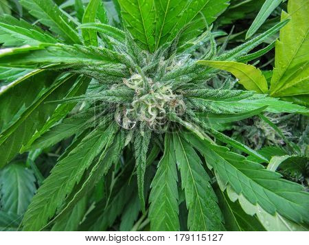 Cannabis flower (bud), growing outdoors in a garden