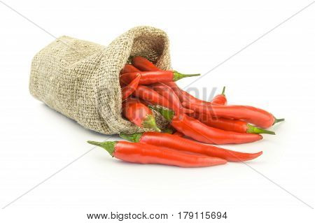 Spur pepper isolated on a white background with clipping path