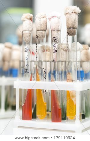 Laboratory glass test tubes filled with orange liquid for an experiment in a science research lab. Analyzes