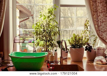Kitchen Window With Utensils And Pot Plants