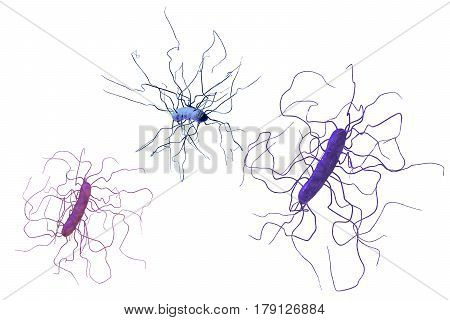 Clostridium difficile bacteria isolated on white background, 3D illustration. Bacteria which cause pseudomembraneous colitis and are associated with nosocomial antibiotic resistance
