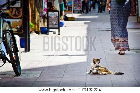 Cat on medina street in Essauira, Morocco