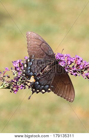 Female Tiger Swallowtail (papilio glaucas) Butterfly (dark morph) on a purple Butterfly Bush flower