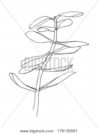 Outline of herb. Crassula. Hand drawn plant. Sketch style. Vector illustration.
