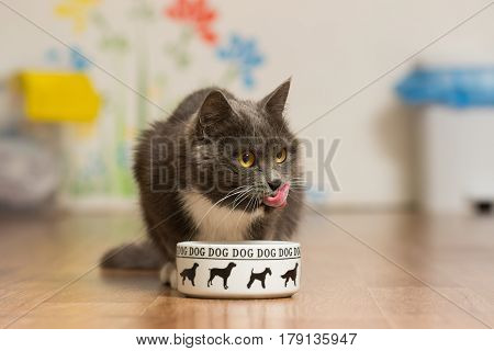 A gray cat eats from a dog's cup and licks his nose