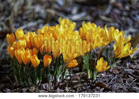 Close-up of saffron flowers. Macro greenery background with yellow crocuses. Shallow depth of field