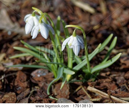 Glade with white snowdrops in the spring. Shallow depth of field.