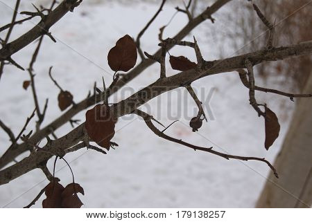 Elm Tree Buds And Leaves In Winter