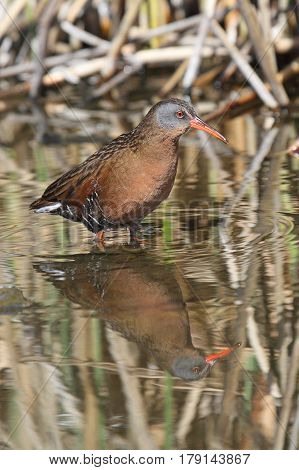 Virginia Rail (Rallus limicola) in a marsh