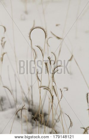 Grama Grass and Snow***
The forms of dry grama grass (Bouteloua) against winter snows in New Mexico.