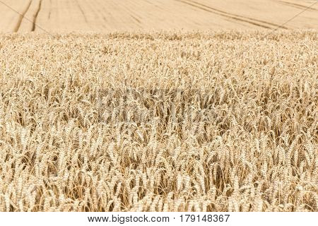 Harvest time - ripe corn. Farmland in Poland.