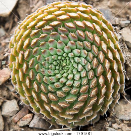 Sempervivum 배경