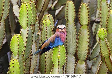 The colorful lilac breasted roller is a common bird in Africa.