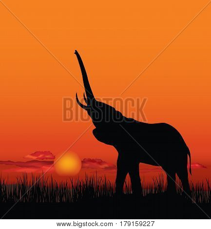 African landscape with animal elefant silhouette. Savanna wildlife nature. Sunset skyline background.