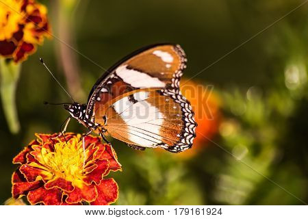 Common Diadem Butterfly - Hypolimnas misippus On a flower feeding