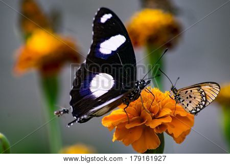 Common Diadem Butterfly - Hypolimnas misippus with two more insects