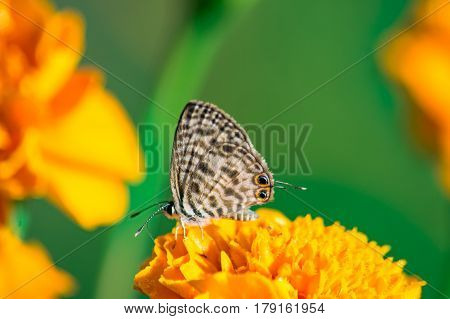 Common Zebra Blue Butterfly - Leptotes pirithous pirithous on a yellow Marigold