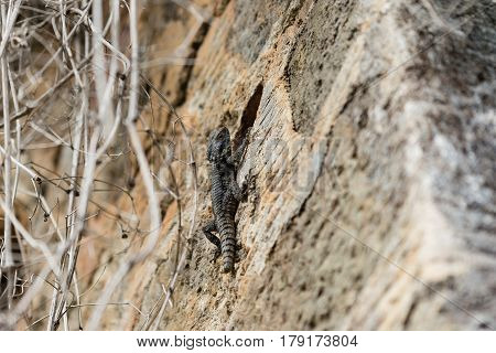 Grey lizard climbing on stone wall with lizard in sharp focus and wall and tree branches blurred