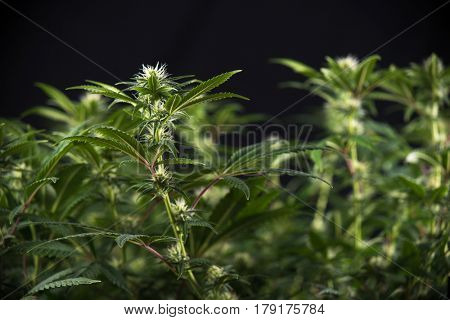 Detail of cannabis cola (Thousand Oaks marijuana strain) with visible hairs and leaves on early flowering stage - isolated over black background
