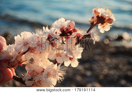 Cherry blossoms against the blue sky background
